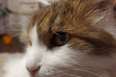 кошка