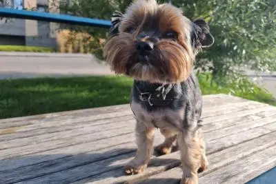 собака на улице