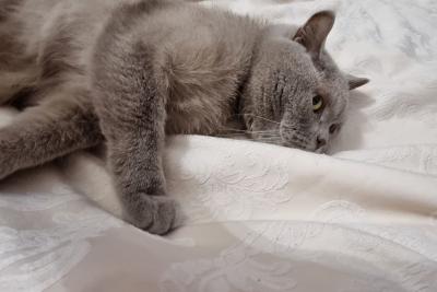 кошка на кровати