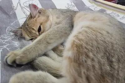 кошка на диване