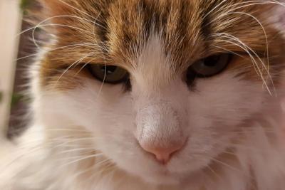 кошка
