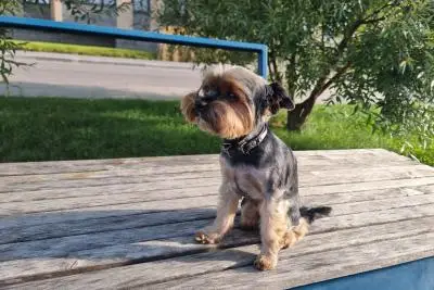 собака на улице