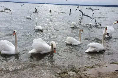 Чайки и лебеди