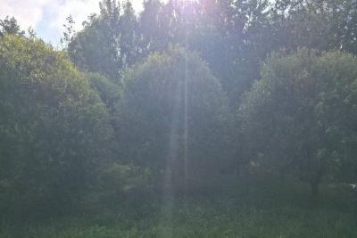 Зеленые деревья