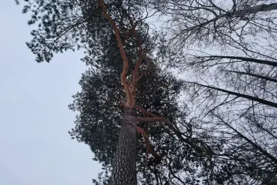 Высокие деревья