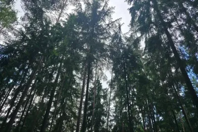 Деревья в лесу
