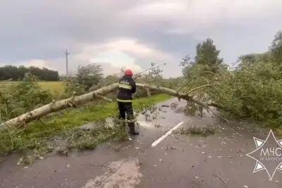 спасатель у дерева