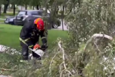 поваленное дерево