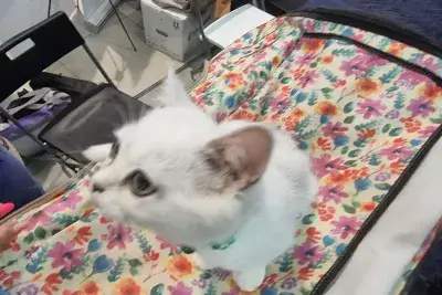 Кот у ветеринара