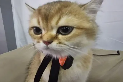 Рыжий кот
