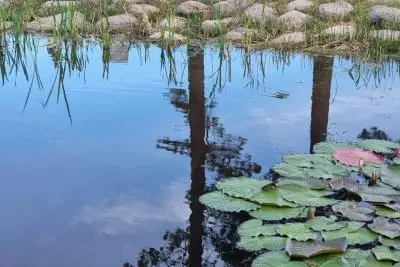 Кувшинки на воде