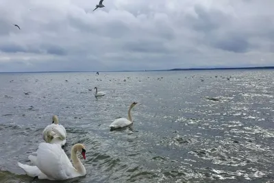 Лебеди на воде