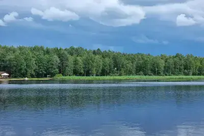 Лес у водоема
