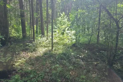 Деревья в лесу