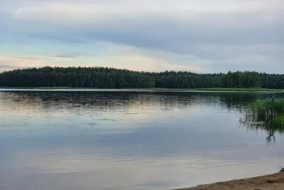 Лес у водоема