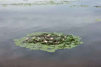 Лилии в воде