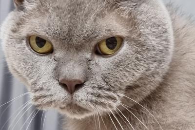 домашний кот