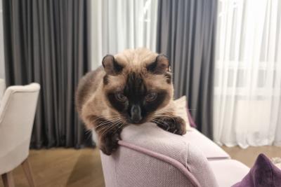 кошка на диване
