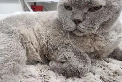 кошка на диване