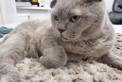 кошка