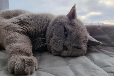 кот на диване