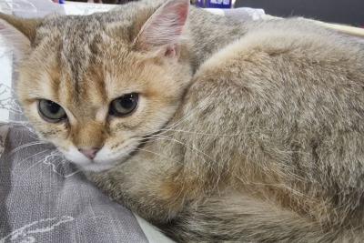кошка