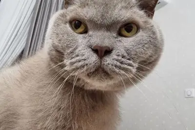 взгляд кота