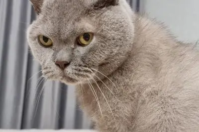 взгляд кота