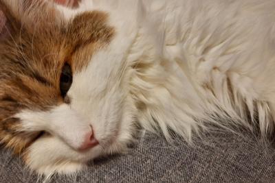 кошка отдыхает