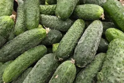 огурцы