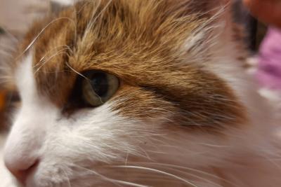 кошка