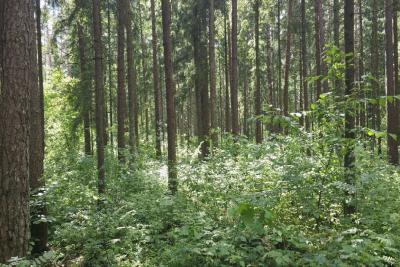 деревья в лесу