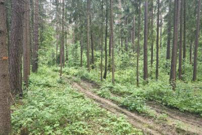 дорога в лесу
