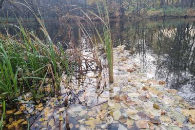 растения в воде