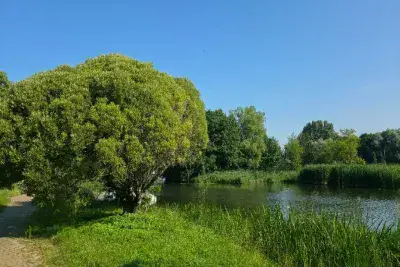 Природа летом