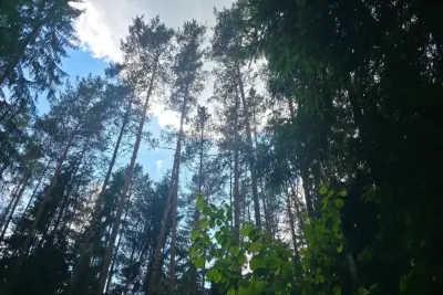 Растения в лесу
