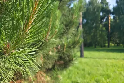 Ветки дерева