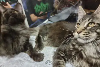 кошки