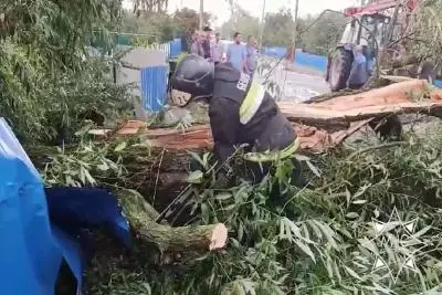 Поваленное дерево