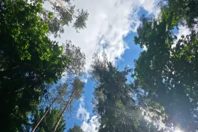 Зеленые деревья