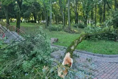 поваленное дерево