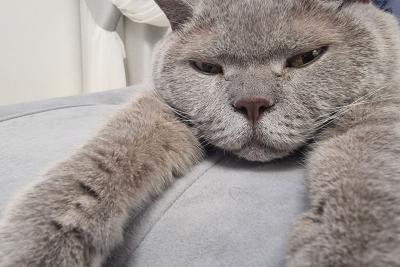 кошка отдыхает