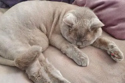 кот на диване