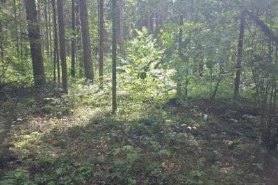 деревья в лесу