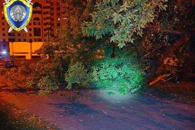 поваленное дерево