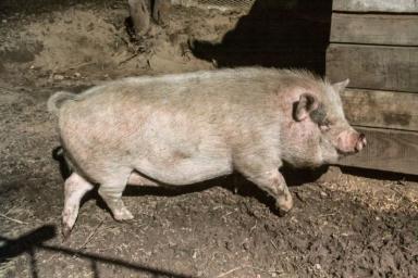 Беларусь ограничила ввоз свинины из региона Бразилии из-за чумы свиней
