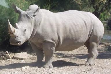 В зоопарке Флориды ребенок упал в вольер с носорогами