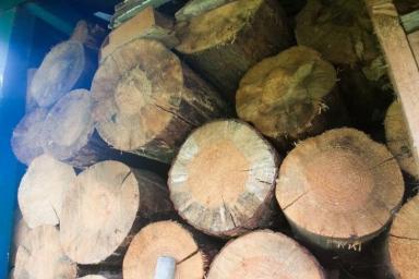 Правительство увеличило таксовую стоимость на древесину на корню