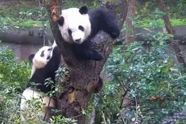 Панды не поделили дерево и устроили драку