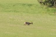 Браконьеры могут отправиться за решетку за незаконную транспортировку мяса дичи